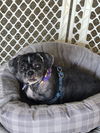 *Molly -special needs girl