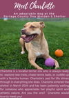 Pound Dog Charlotte 176567