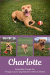 Pound Dog Charlotte 176567