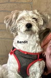 Gio & Bandit-Bonded Brothers