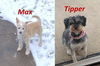 Max & Tipper - Bonded Boys