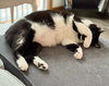 Mr. Kiki - Lazy Lap Cat!