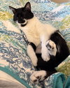 Mr. Kiki - Lazy Lap Cat!