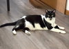 Mr. Kiki - Lazy Lap Cat!