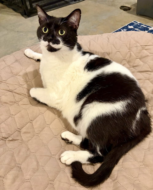 Mr. Kiki - Adoption Fee Sponsored!, Adult Domestic Short Hair (short coat), cat for adoption in Warren, Ohio