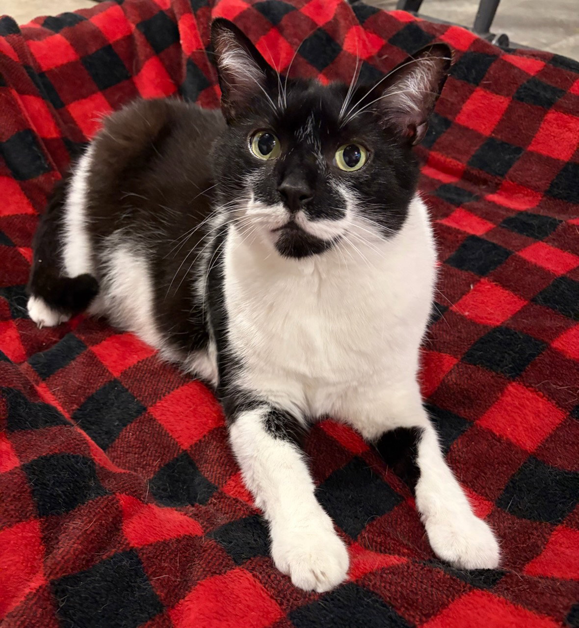 Mr. Kiki - Adoption Fee Sponsored! Image