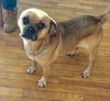 Gunner the Puggle