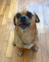 Gunner the Puggle