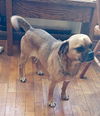 Gunner the Puggle