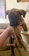 Winnie-brindle baby