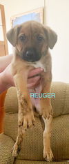 Reuger - Puppy