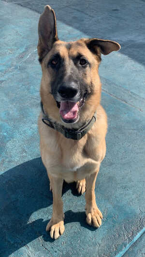 Polo - Courtesy Listing - German Shepherd Dog