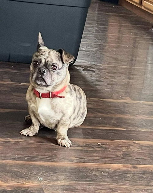 Roscoe - Frenchie mix