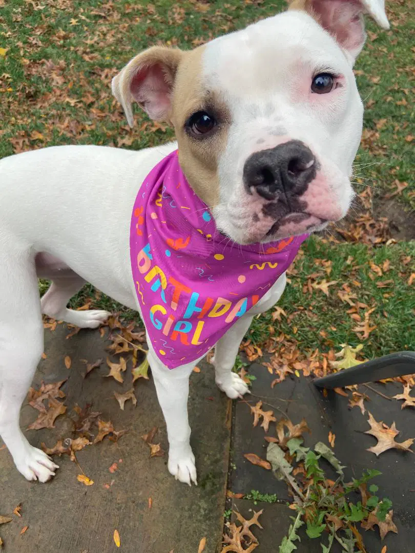 Piper - Courtesy Listing - Pit Bull Terrier