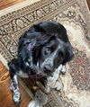 River-Great Family Dog