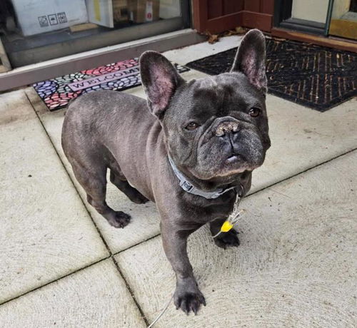 Blue the Frenchie
