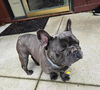 Blue the Frenchie