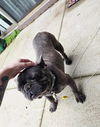 Blue the Frenchie