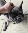 Blue the Frenchie