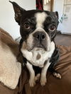 Peggy Sue