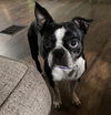 Peggy Sue