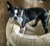 Peggy Sue