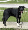 Meko