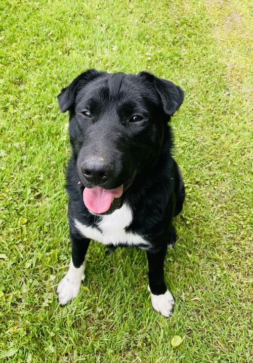 Meko