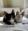Biscotti - Bonded Pair
