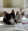 Snickerdoodle - Bonded Pair