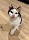 Snickerdoodle - Bonded Pair