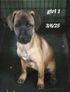 Puppy-Cuca