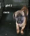 Puppy-Cuca