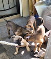 Puppy-Cuca