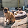 Puppy-Cuca