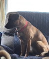 Cookie - Shy Girl