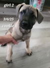 Puppy-Cookie
