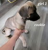 Puppy-Cookie