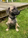 Cookie-People Loving Pup
