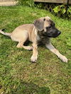 *Cookie-People Loving Pup