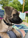 Cookie-People Loving Pup