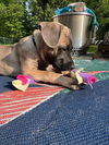 *Cookie-People Loving Pup