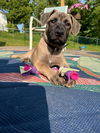 *Cookie-People Loving Pup