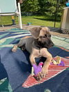 *Cookie-People Loving Pup