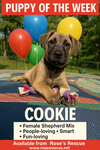*Cookie-People Loving Pup