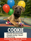 *Cookie-People Loving Pup