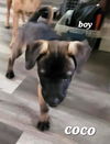 Puppy-Coco