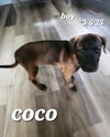 Puppy-Coco
