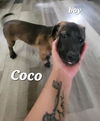 Puppy-Coco
