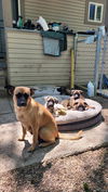 Puppy-Coco